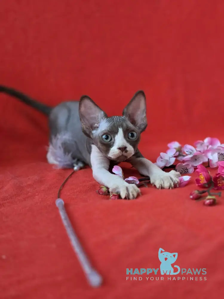 Zephyr Devon Rex male chocolate bicolour live animals
