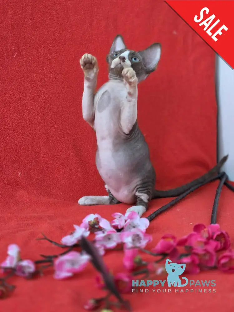 Zephyr Devon Rex male chocolate bicolour live animals