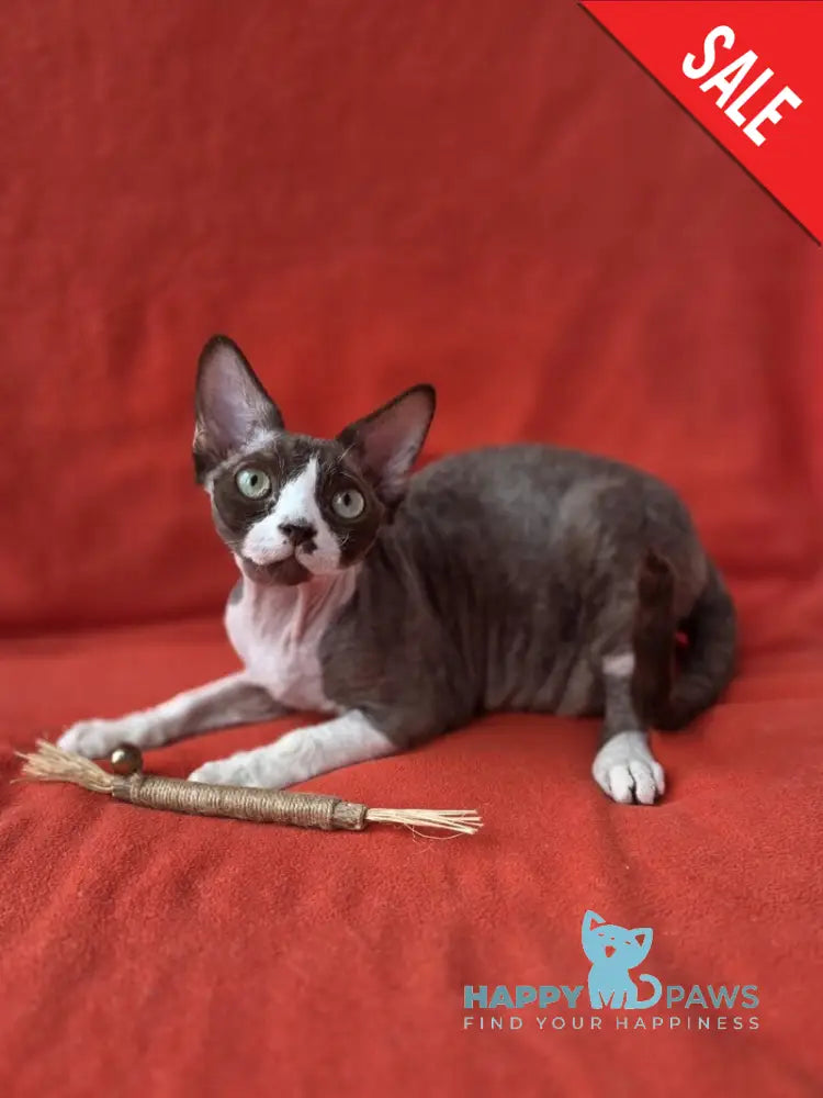 Zephyr Devon Rex male chocolate bicolour - live animals