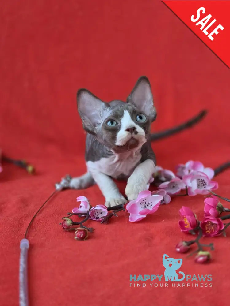Zephyr Devon Rex male chocolate bicolour live animals