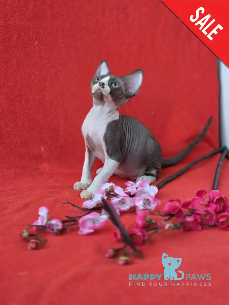 Zephyr Devon Rex male chocolate bicolour live animals