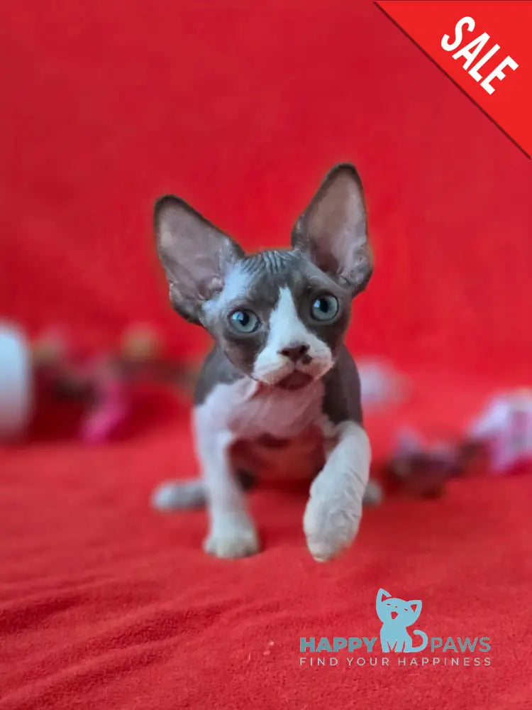 Zephyr Devon Rex male chocolate bicolour live animals