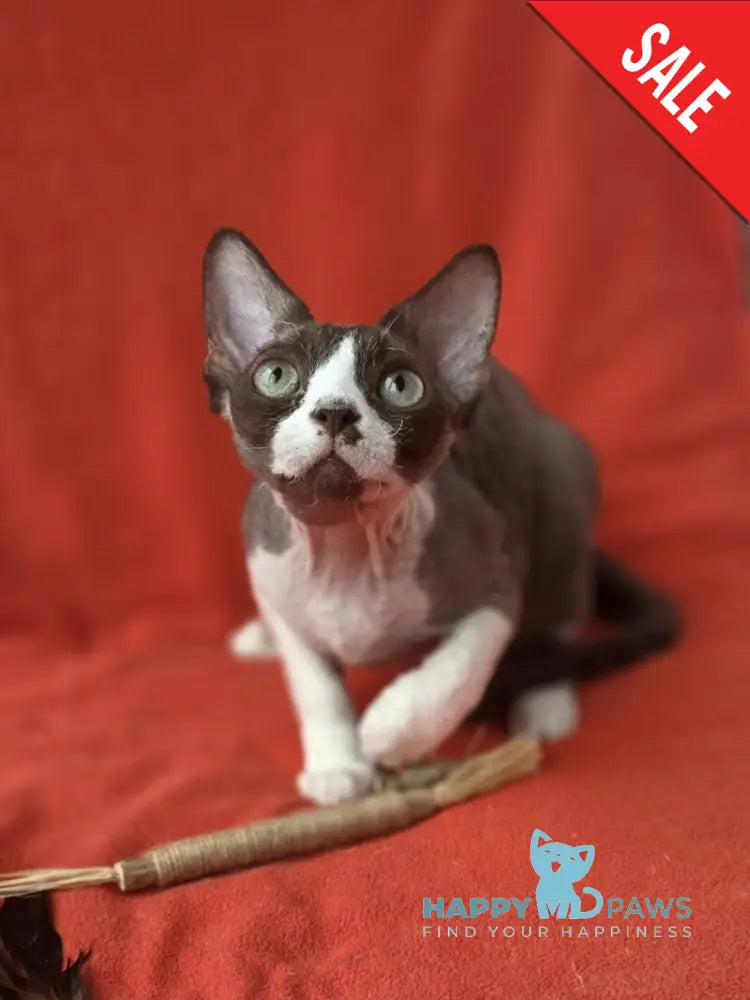 Zephyr Devon Rex male chocolate bicolour - live animals