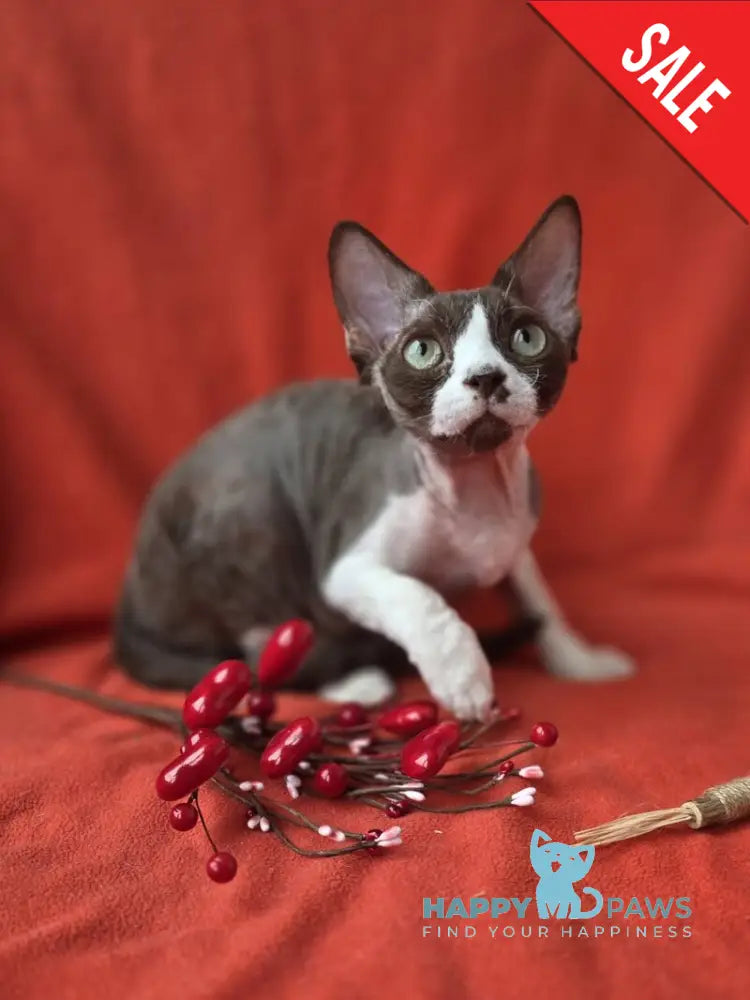 Zephyr Devon Rex male chocolate bicolour - live animals