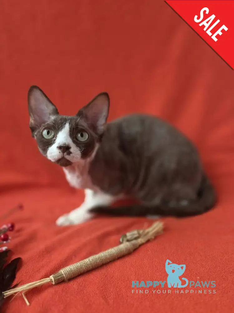 Zephyr Devon Rex male chocolate bicolour - live animals