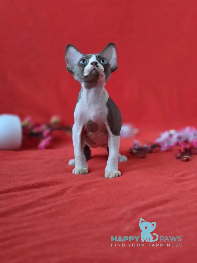 Zephyr Devon Rex male chocolate bicolour live animals