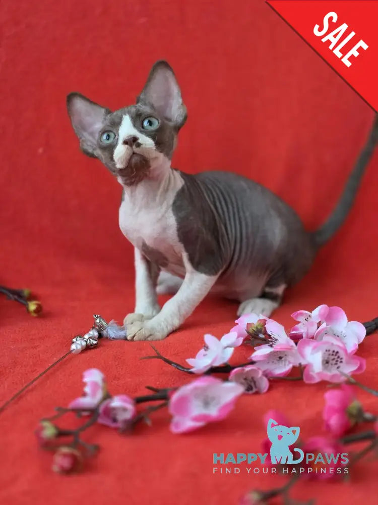 Zephyr Devon Rex male chocolate bicolour live animals