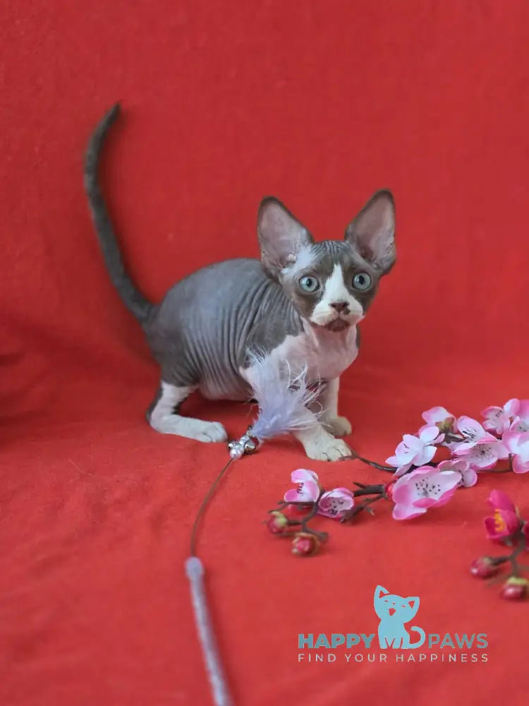 Zephyr Devon Rex male chocolate bicolour live animals