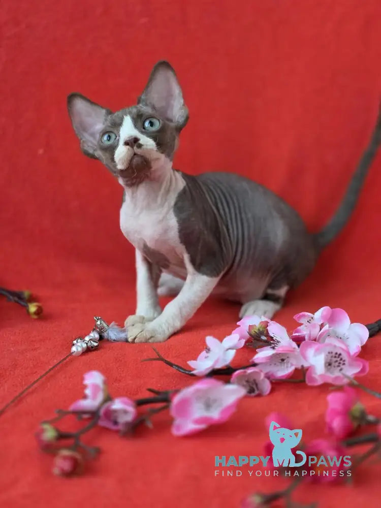 Zephyr Devon Rex male chocolate bicolour live animals