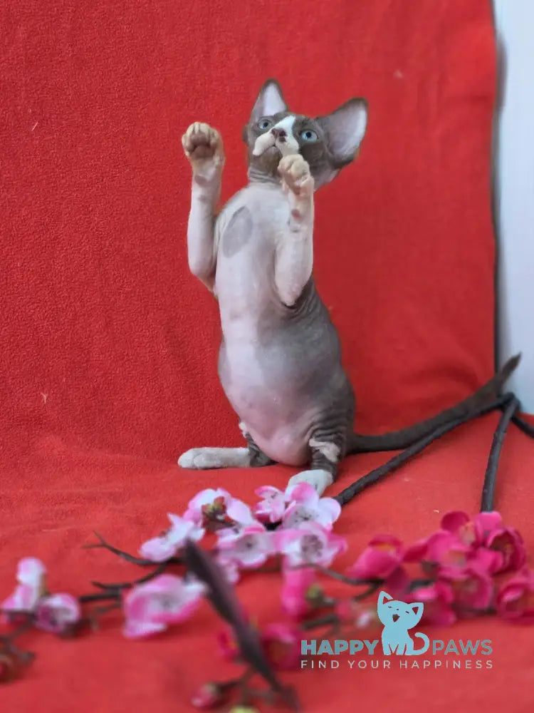 Zephyr Devon Rex male chocolate bicolour live animals