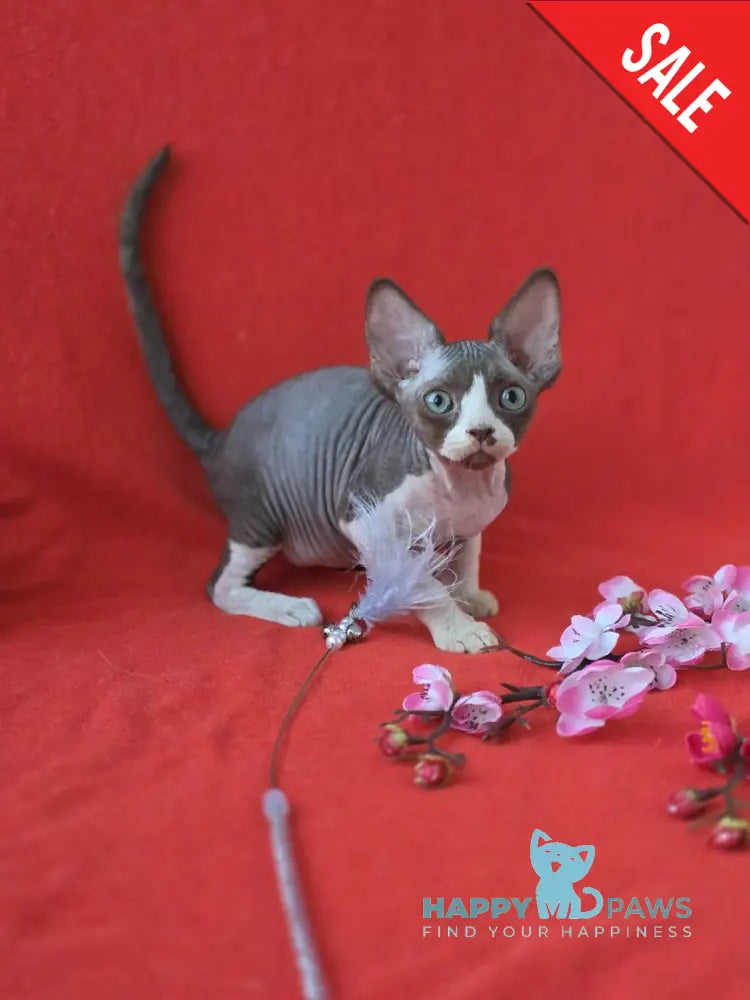 Zephyr Devon Rex male chocolate bicolour live animals