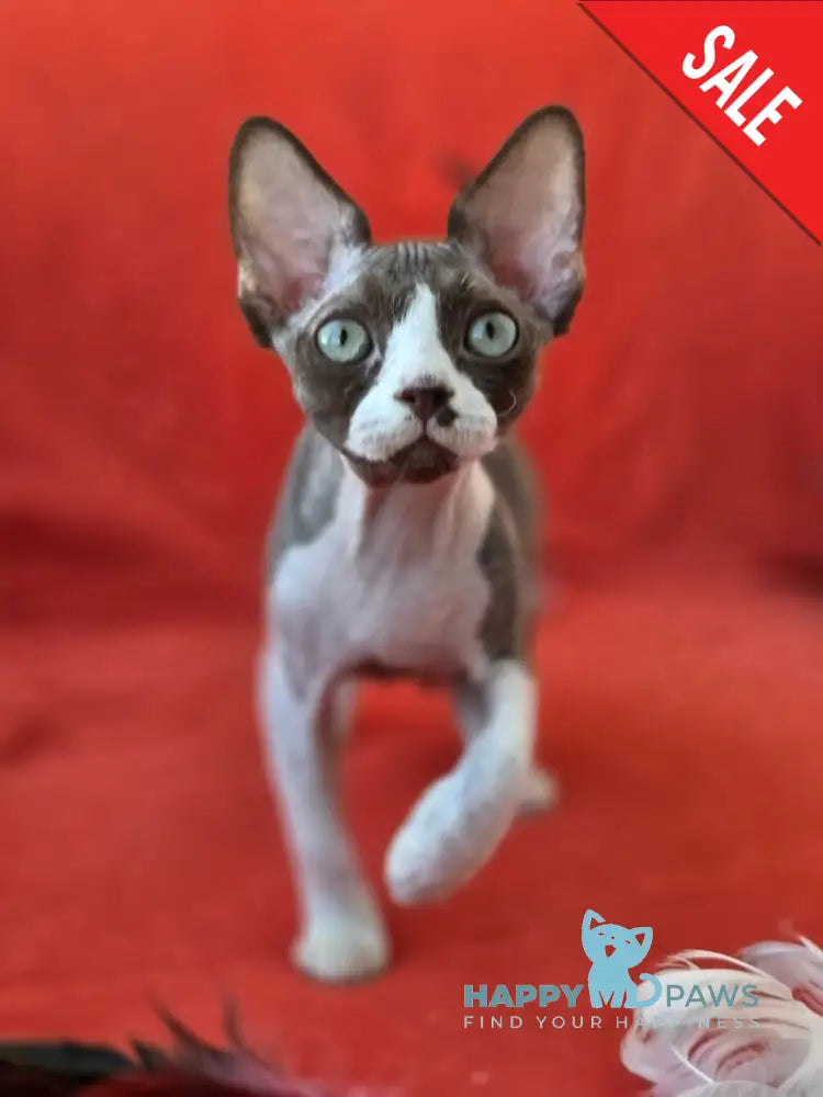Zephyr Devon Rex male chocolate bicolour live animals