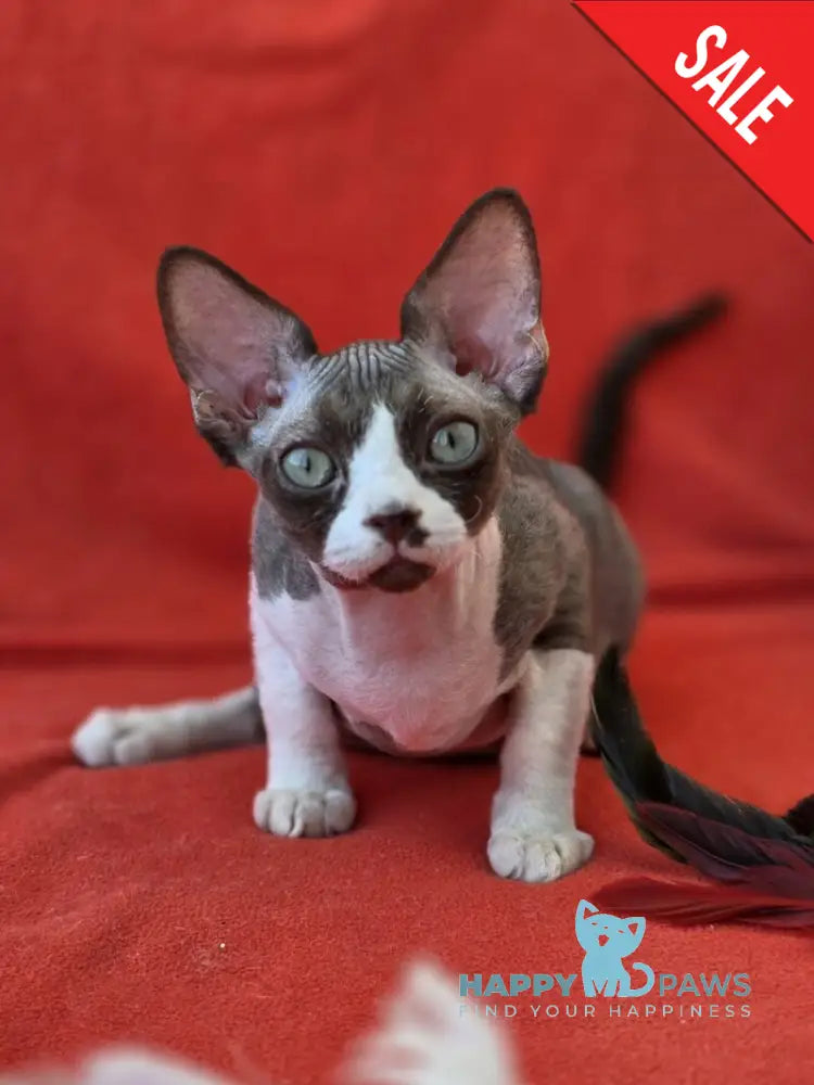 Zephyr Devon Rex male chocolate bicolour live animals