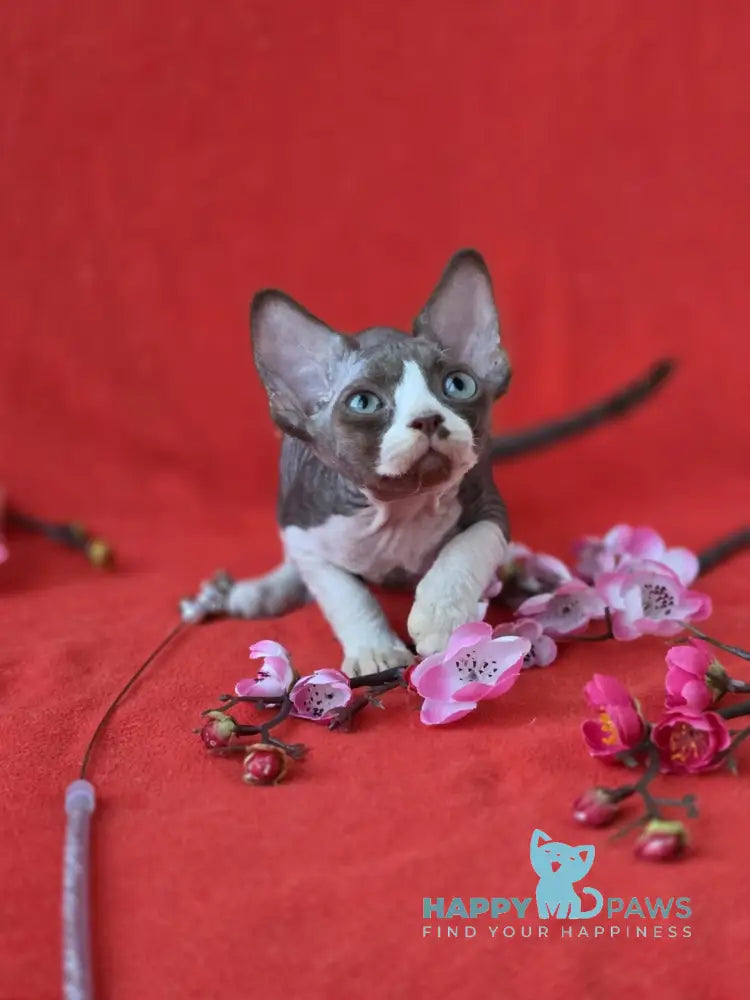 Zephyr Devon Rex male chocolate bicolour live animals