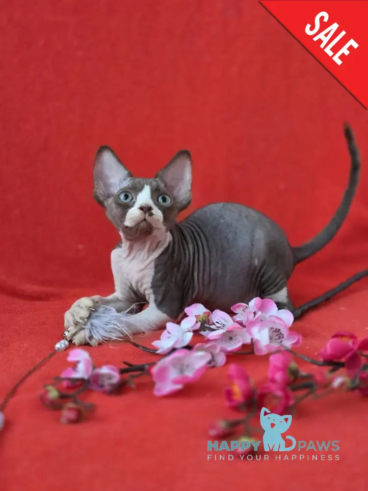Zephyr Devon Rex male chocolate bicolour live animals