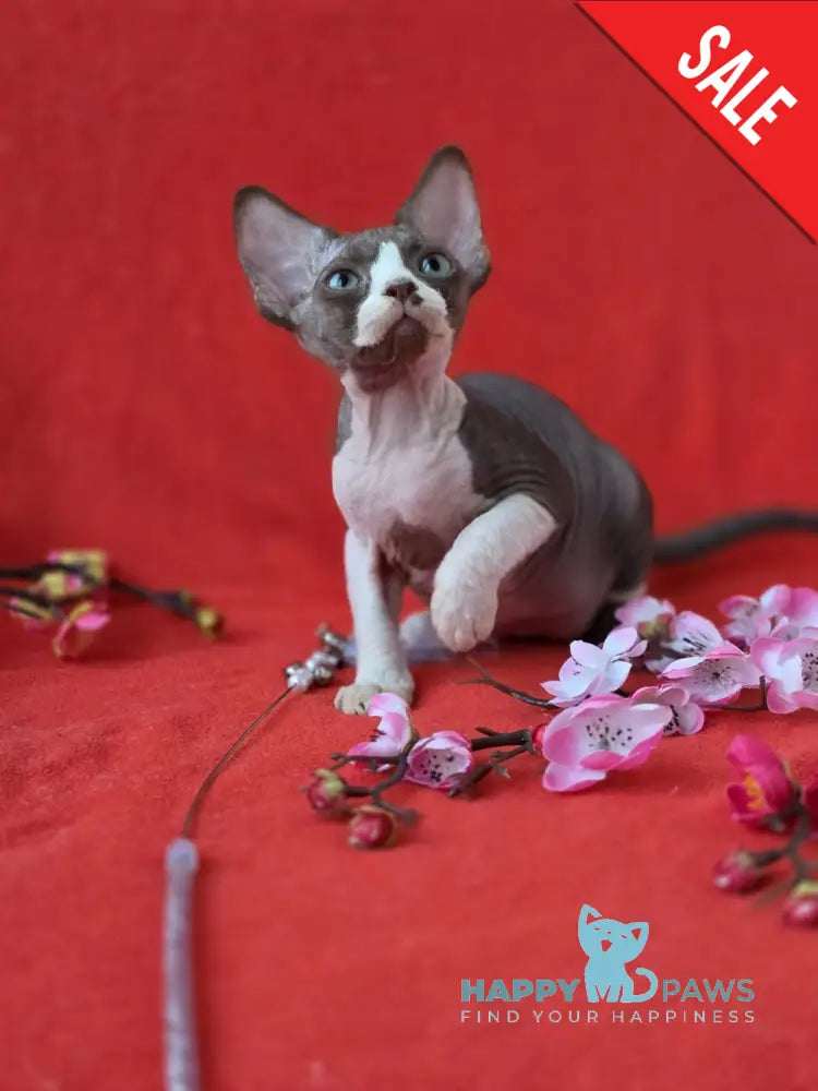 Zephyr Devon Rex male chocolate bicolour live animals