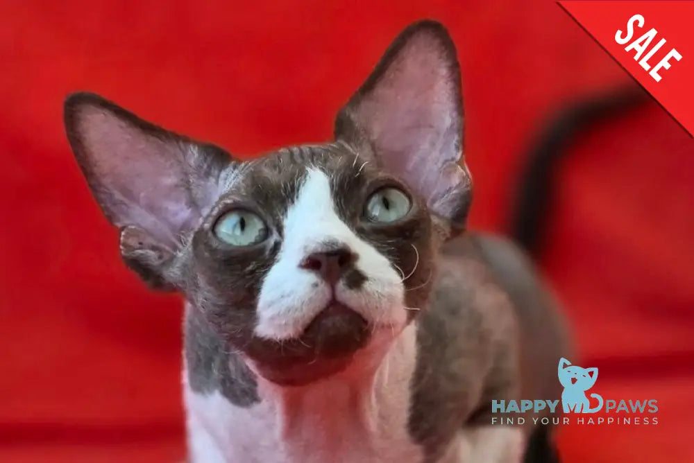 Zephyr Devon Rex male chocolate bicolour live animals