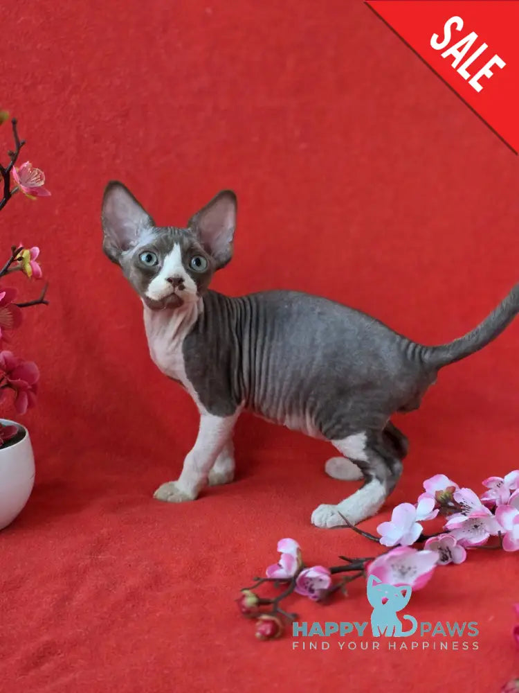Zephyr Devon Rex male chocolate bicolour live animals