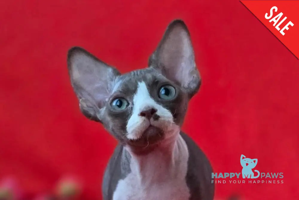 Zephyr Devon Rex male chocolate bicolour live animals