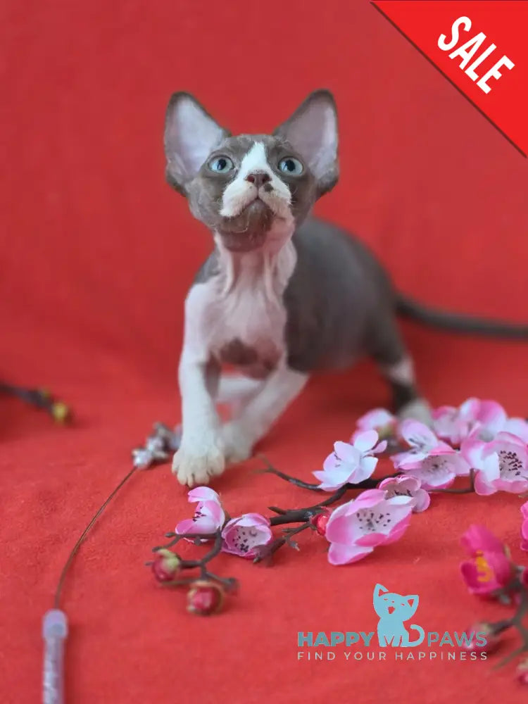 Zephyr Devon Rex male chocolate bicolour live animals