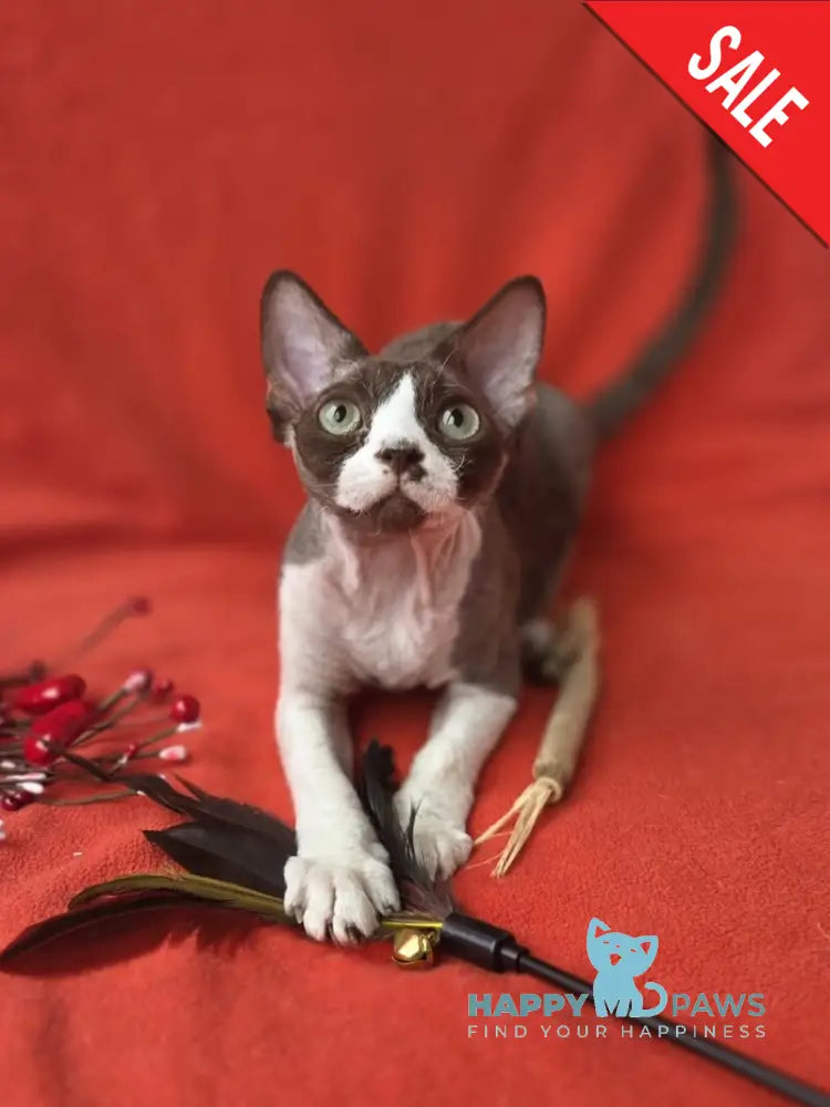 Zephyr Devon Rex male chocolate bicolour - live animals