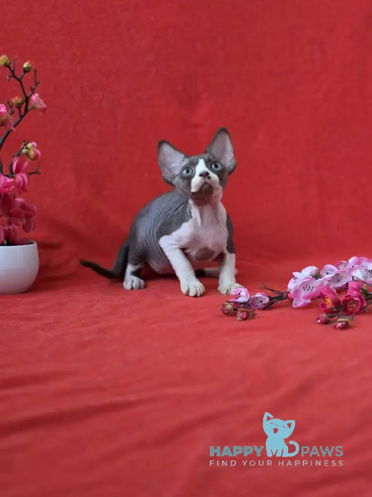 Zephyr Devon Rex male chocolate bicolour live animals