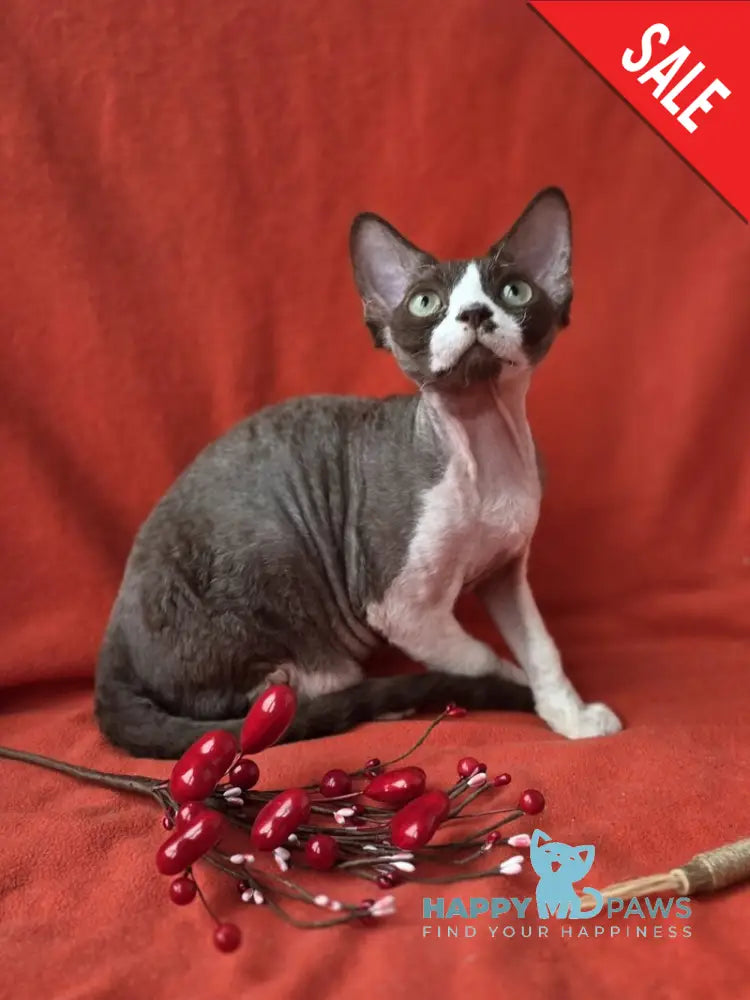 Zephyr Devon Rex male chocolate bicolour - live animals