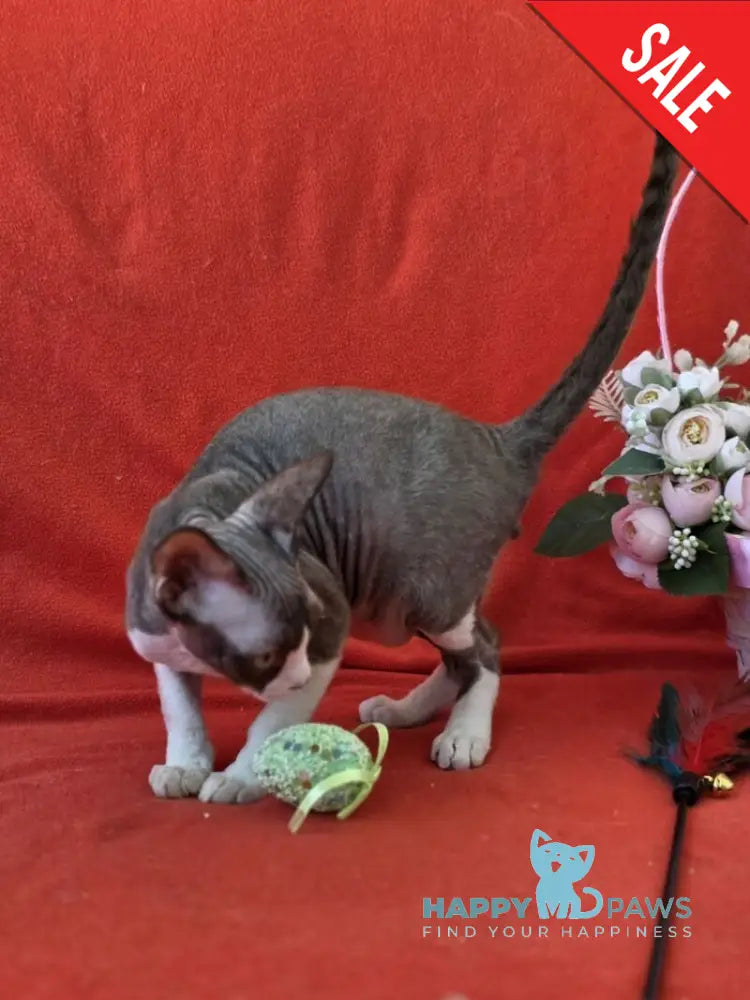 Zephyr Devon Rex male chocolate bicolour live animals
