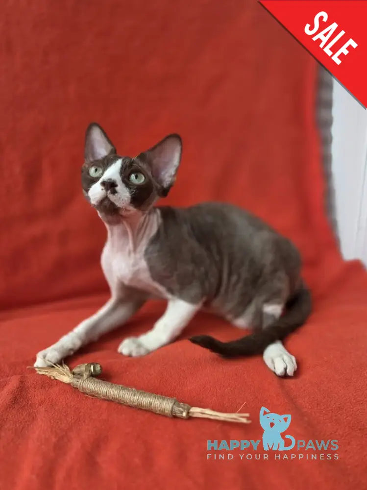 Zephyr Devon Rex male chocolate bicolour - live animals