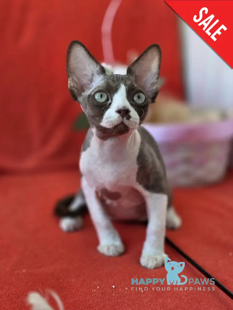 Zephyr Devon Rex male chocolate bicolour live animals