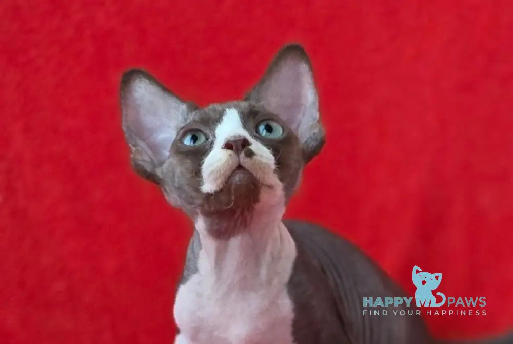 Zephyr Devon Rex male chocolate bicolour live animals