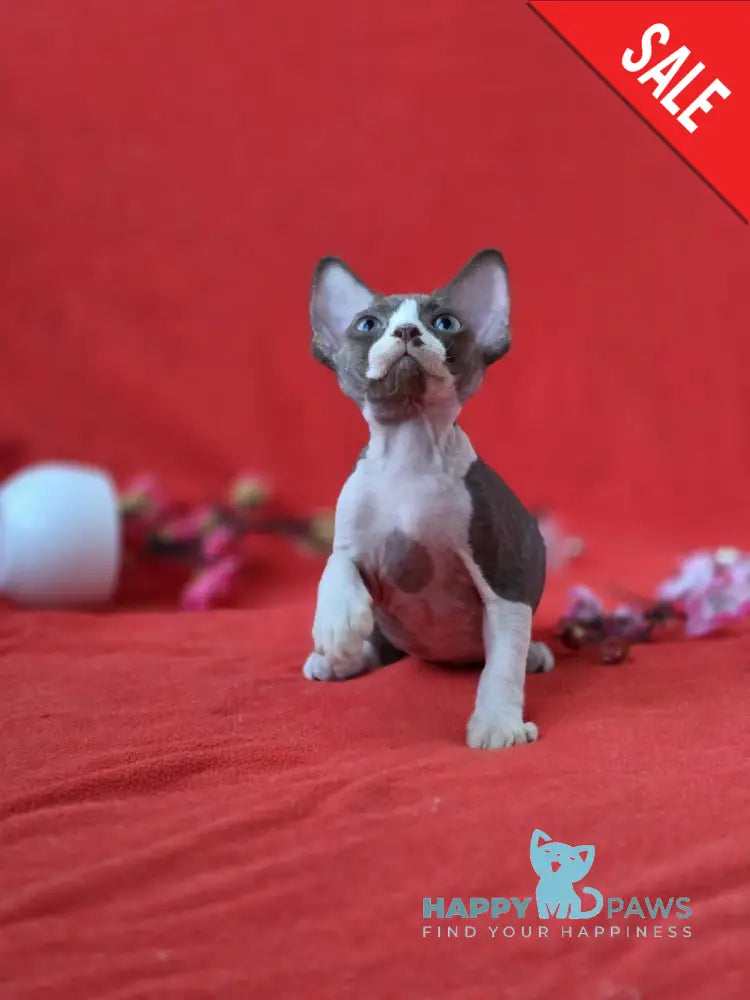 Zephyr Devon Rex male chocolate bicolour live animals