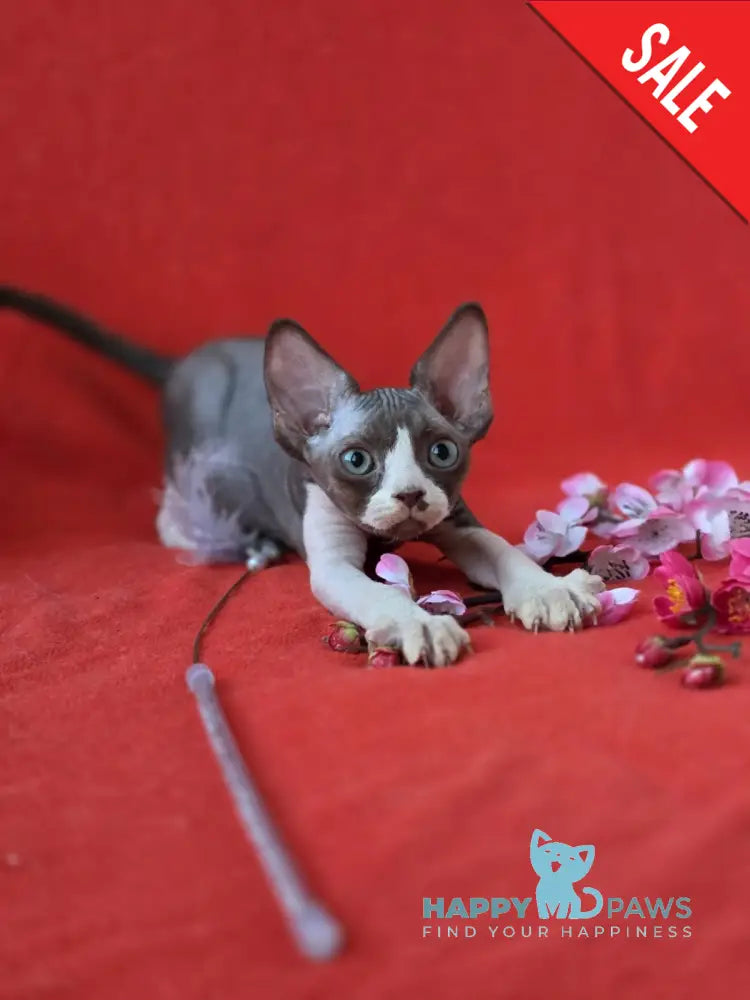 Zephyr Devon Rex male chocolate bicolour live animals