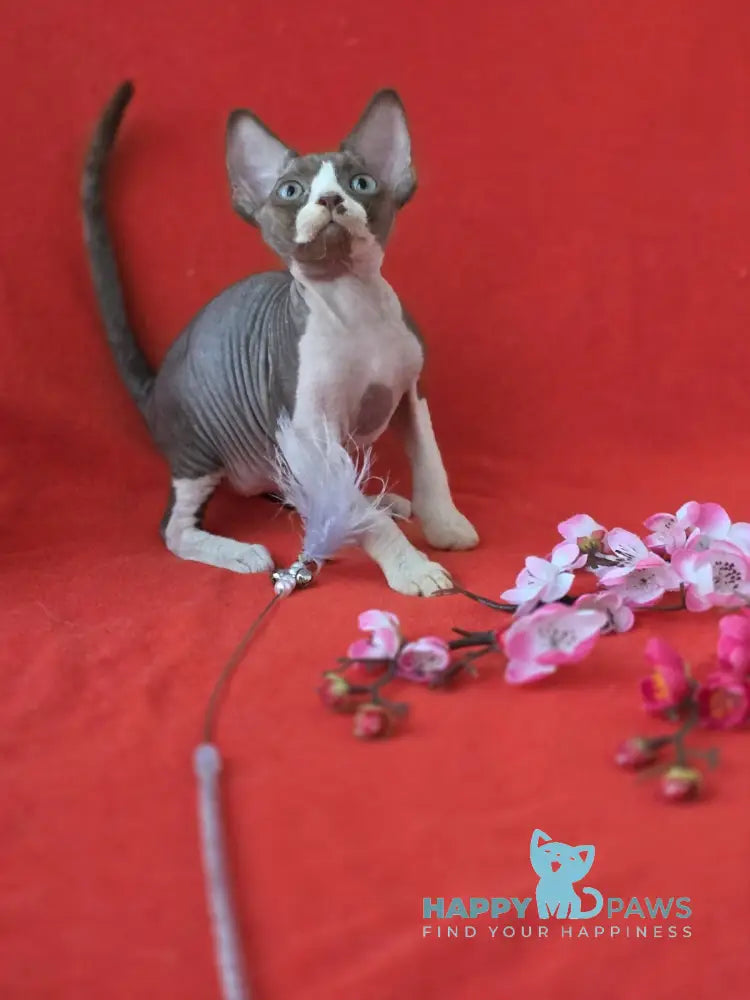 Zephyr Devon Rex male chocolate bicolour live animals
