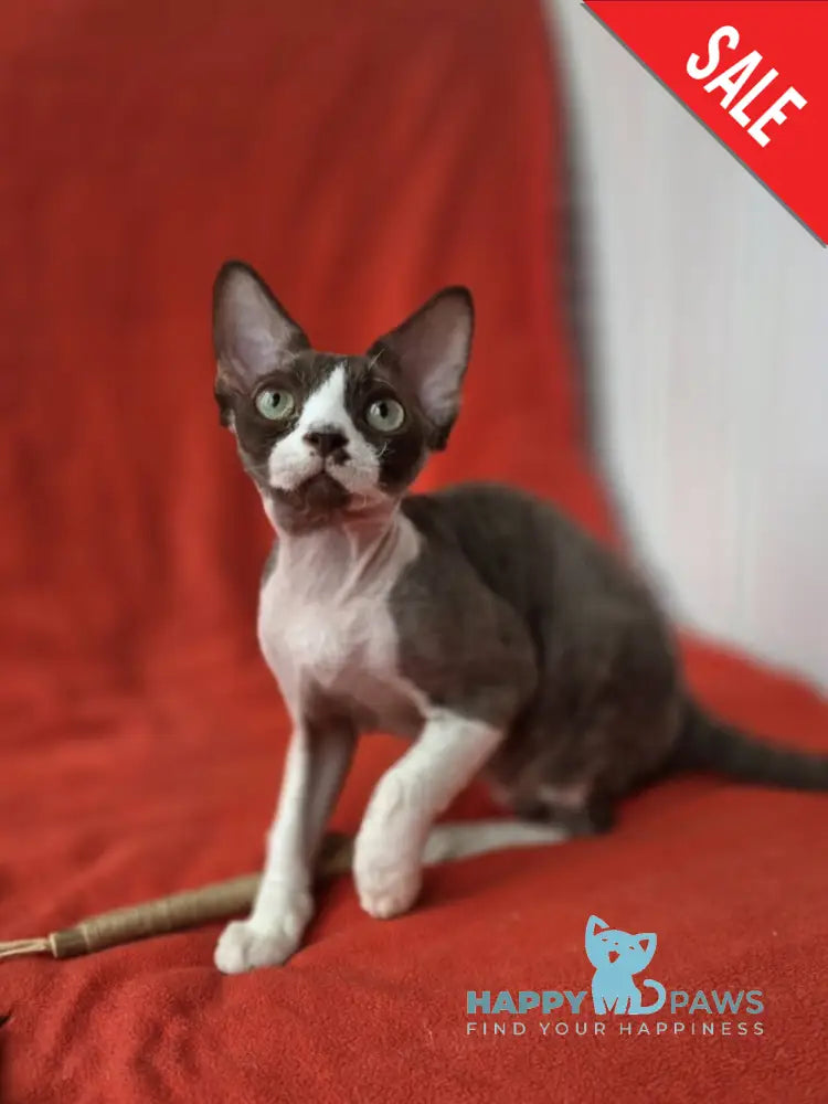 Zephyr Devon Rex male chocolate bicolour - live animals