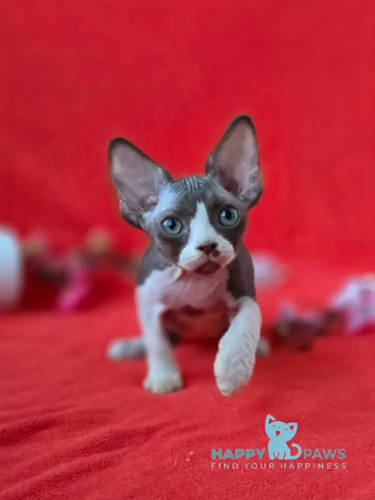 Zephyr Devon Rex male chocolate bicolour live animals
