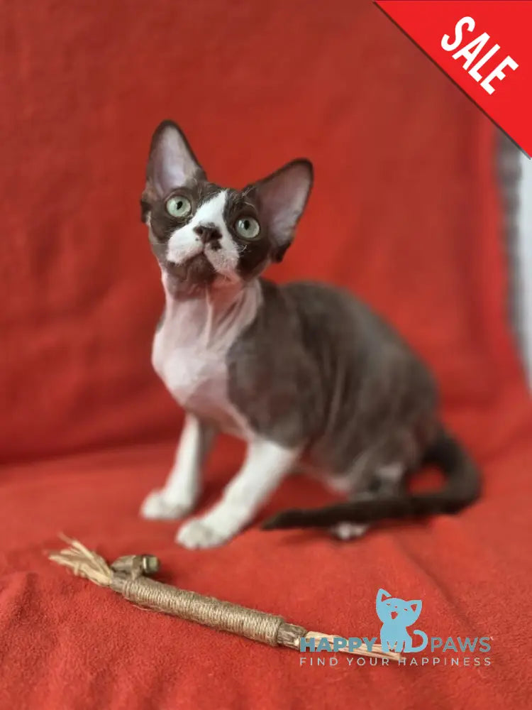 Zephyr Devon Rex male chocolate bicolour - live animals