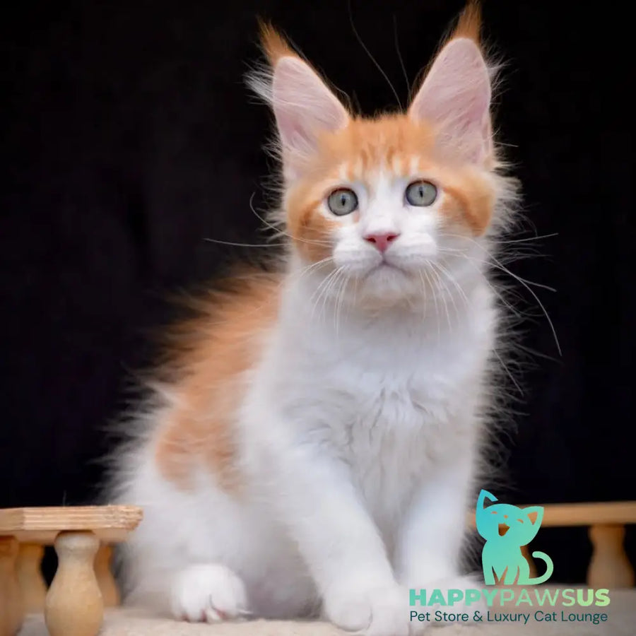 Zephyr Maine Coon male red bicolour tabby - live animals