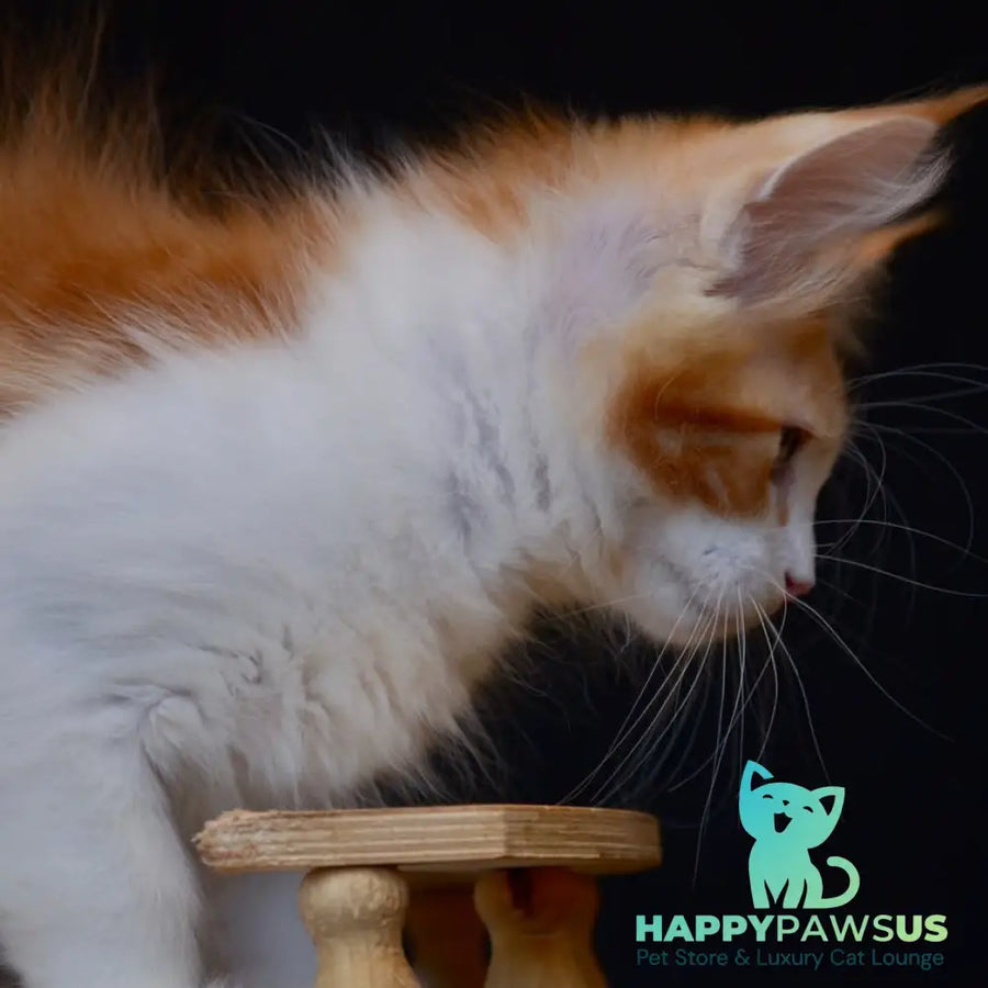 Zephyr Maine Coon male red bicolour tabby - live animals