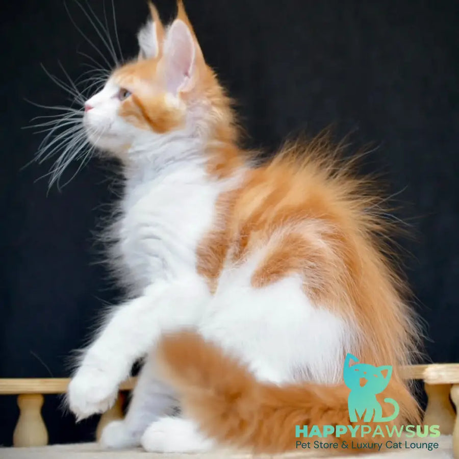 Zephyr Maine Coon male red bicolour tabby - live animals