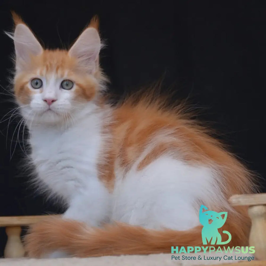Zephyr Maine Coon male red bicolour tabby - live animals