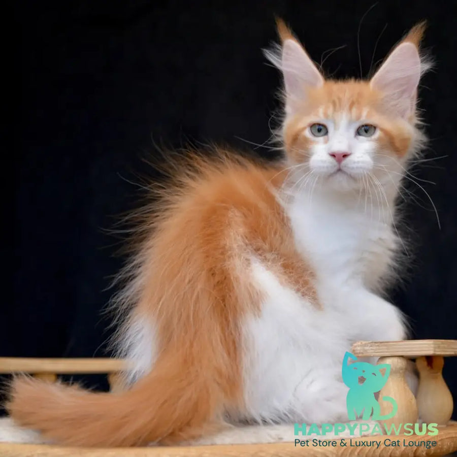 Zephyr Maine Coon male red bicolour tabby - live animals