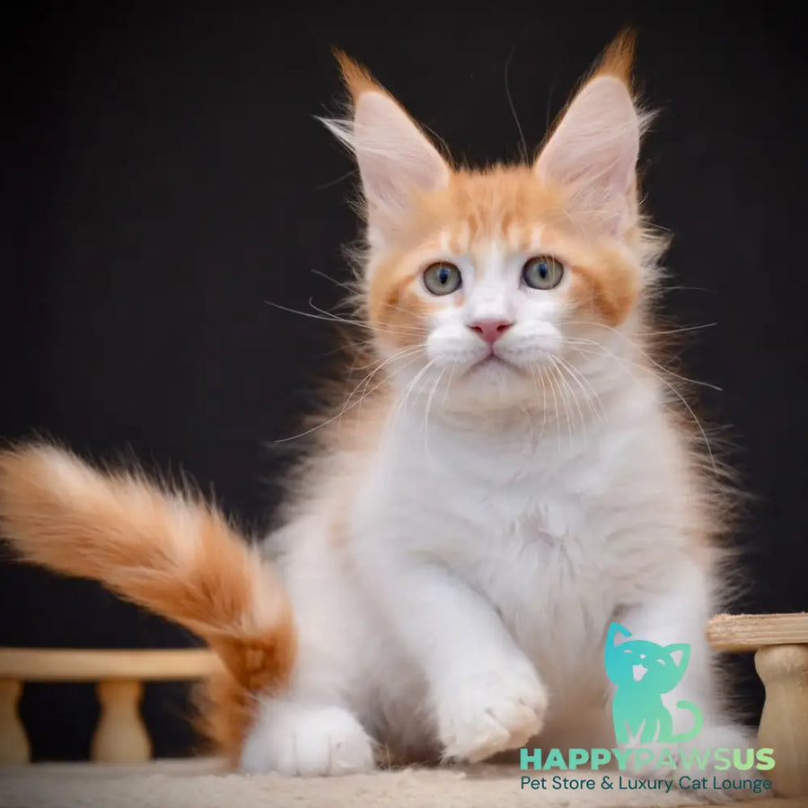 Zephyr Maine Coon male red bicolour tabby - live animals