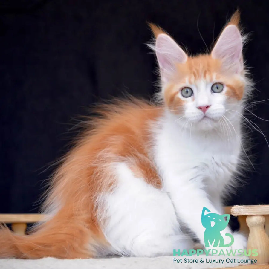 Zephyr Maine Coon male red bicolour tabby - live animals