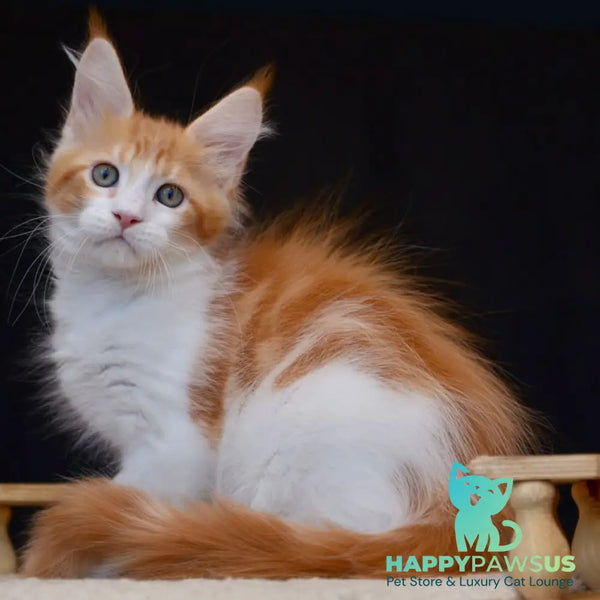 Zephyr Maine Coon male red bicolour tabby - live animals