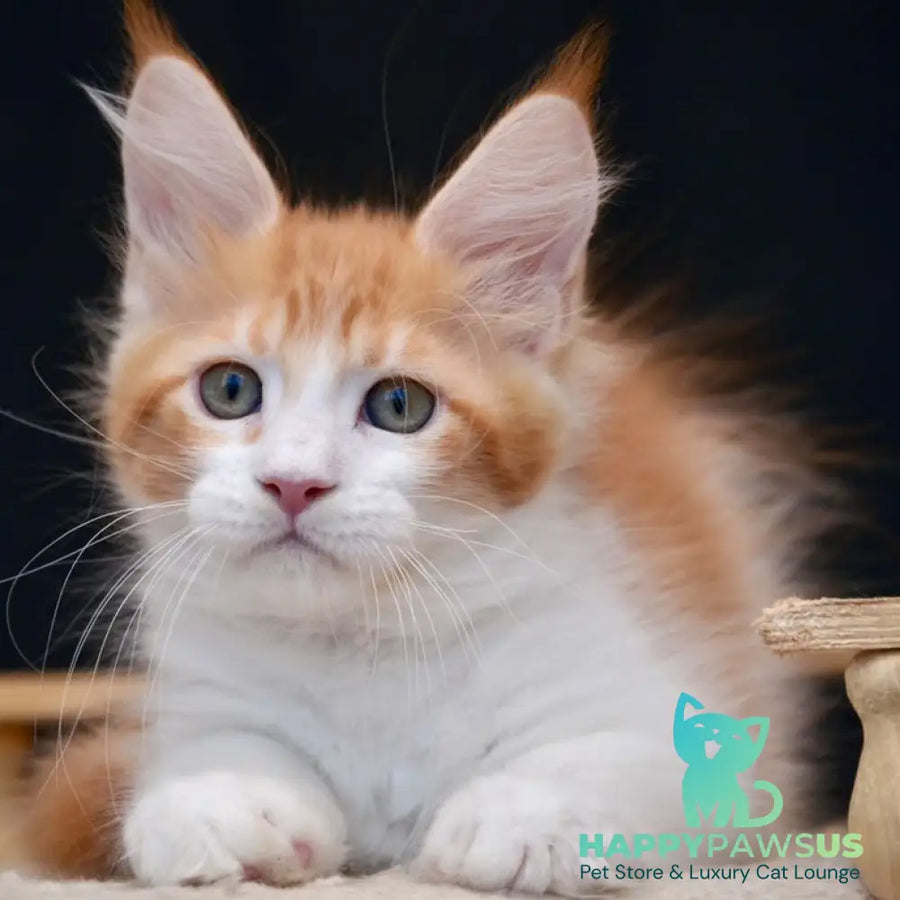 Zephyr Maine Coon male red bicolour tabby - live animals