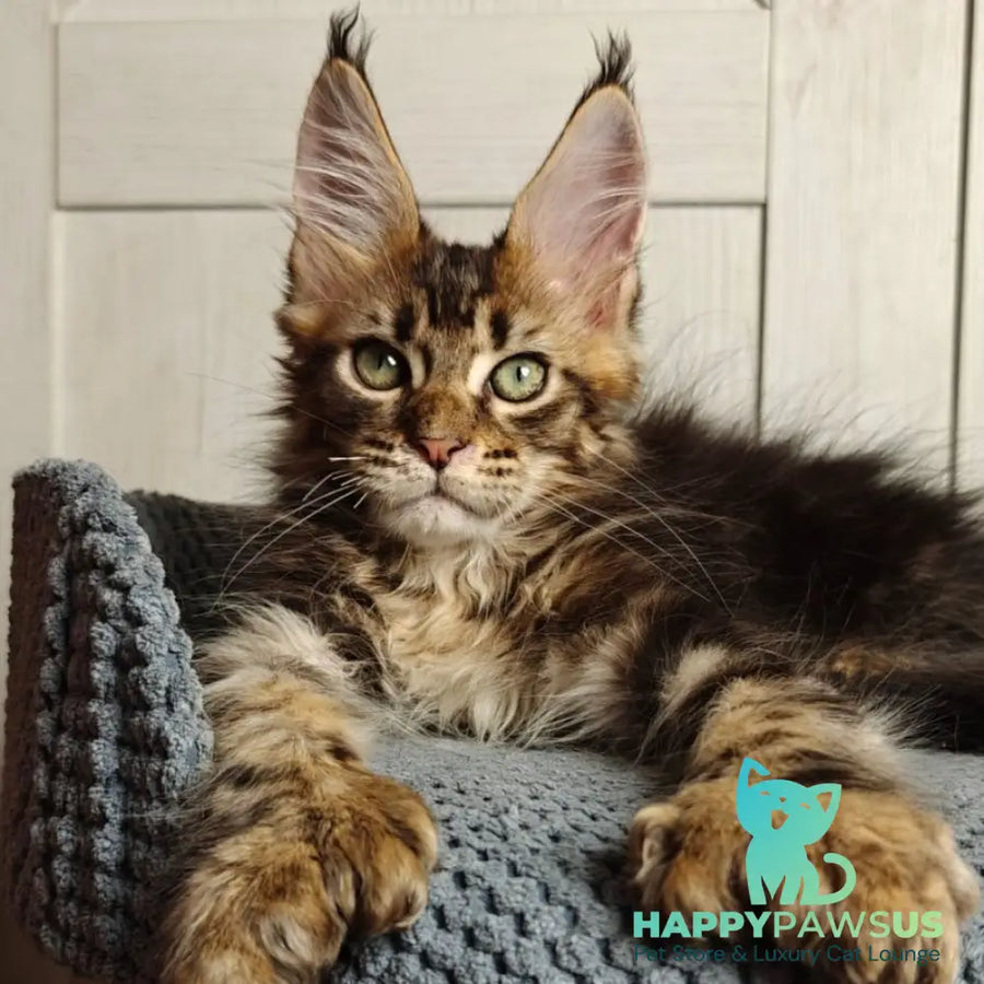 Zeppelin Maine Coon polydactyl 7x7x6x6 male black tabby - live animals