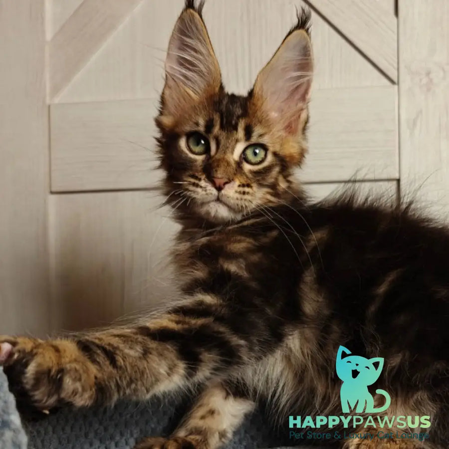Zeppelin Maine Coon polydactyl 7x7x6x6 male black tabby - live animals