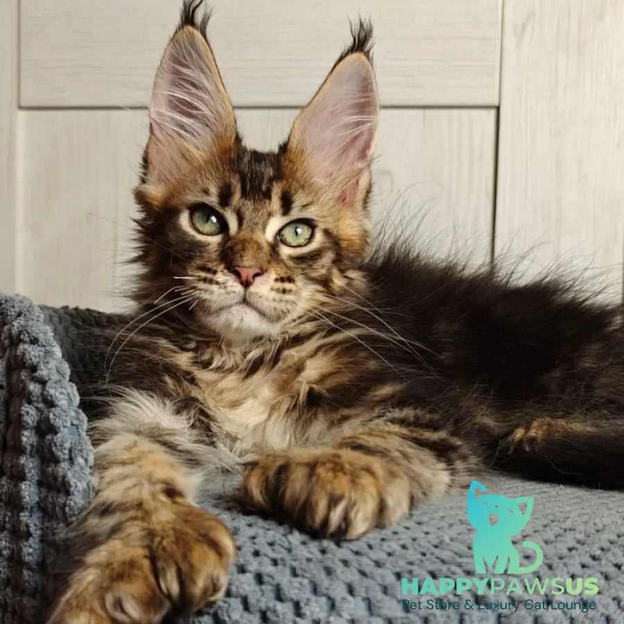 Zeppelin Maine Coon polydactyl 7x7x6x6 male black tabby - live animals