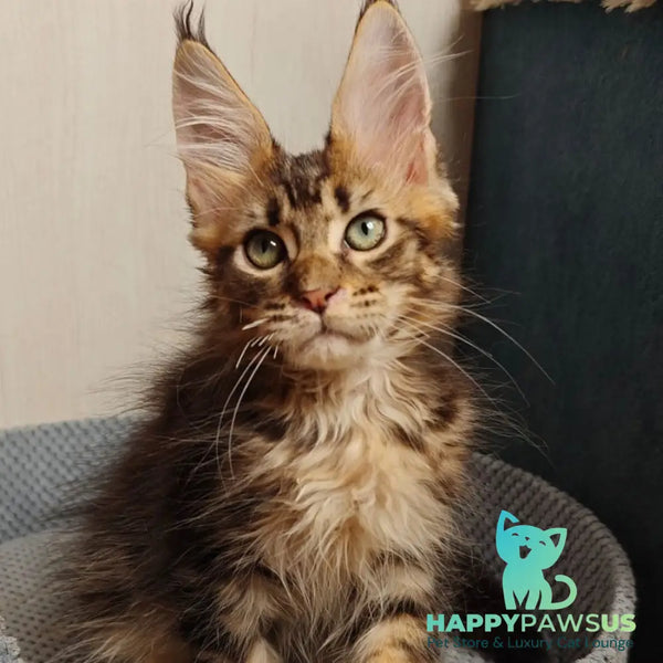 Zeppelin Maine Coon polydactyl 7x7x6x6 male black tabby - live animals